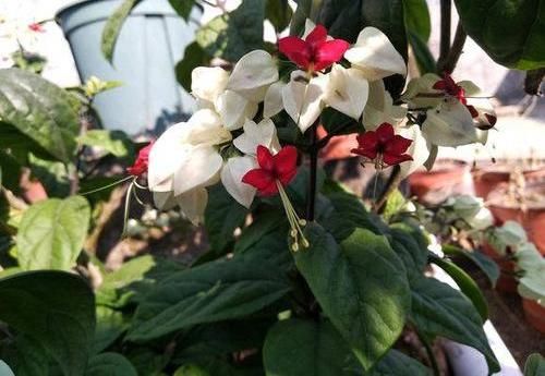  『家里』这种花叫“龙吐珠”，能开上百朵，花友都喜欢，养在家里上档次