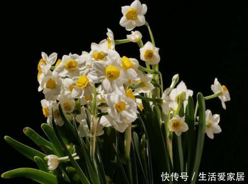  「堪称」盆栽4种植物需谨慎，它们堪称''健康杀手''，很多人却不以为然！
