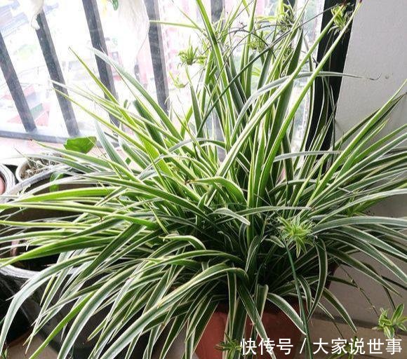 『一不小心』就这5种花,不能晒太阳,一不小心就晒死,不妨你就试一试