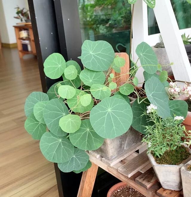  『绿萝』20种名贵耐阴花，比绿萝好养，摆客厅名贵又有范儿！