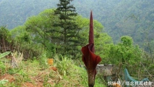大叔院外发现不明植物，通体黑色近两米，专家的话让人不淡定！
