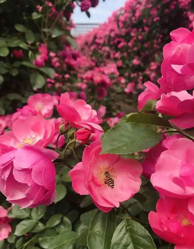  「体温检测」第四届〈花乡玫瑰〉艺术节！门票无限量免费送！