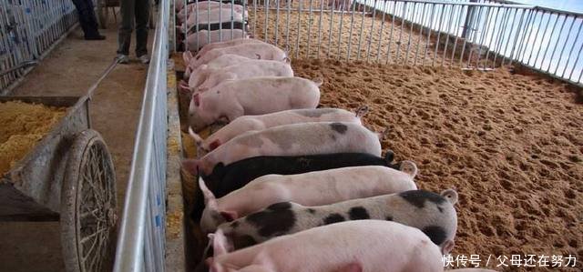 未来农村最赚钱的3个暴利项目，只要敢干就能赚钱，现在还来的及