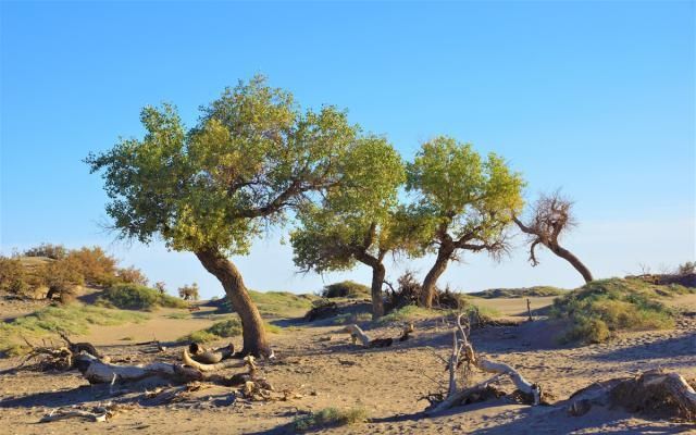 耐寒耐热的胡杨树,倒在戈壁沙漠,占地2000亩,额济纳另一种风景