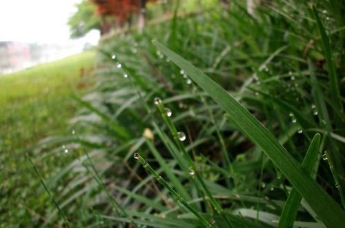  [杂草]农村地里成堆的杂草，如今“身份反转”，成了一斤十多元的中草药