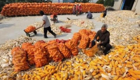  「电商」被污名化的农民：当一斤粮食不及一瓶水贵时，凭什么要