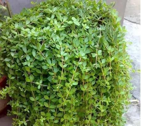  『花盆』长石缝里的小草，看到拔1棵，种花盆，浇水就生长，比吊兰美10倍