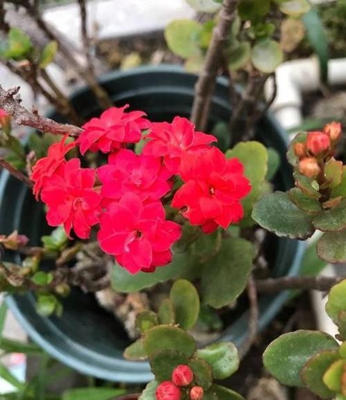  花草：离家时间久，花草都蔫了，一刀下去“剪光光”，30天新芽长满枝