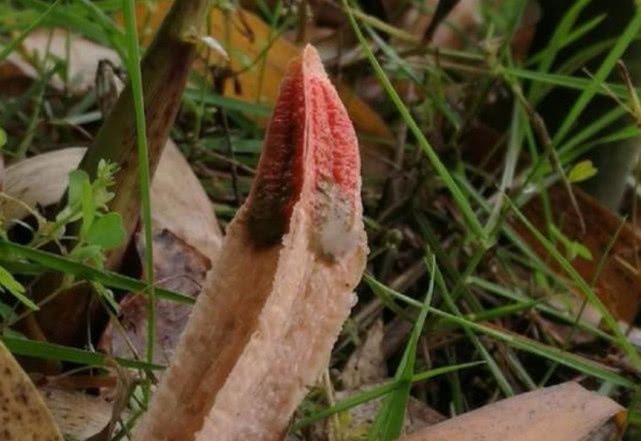 这种野生物，野外看到不要踩，现在极为珍贵，微毒勿食