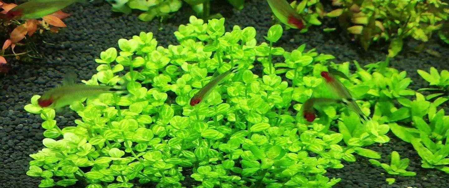  水下叶：陶粒种爬地矮珍珠，把握几个要点，一样能成功