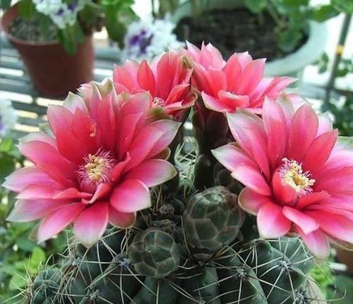  『竟然』仙人球竟然是“开花机器”？你的不开花？养错了吧