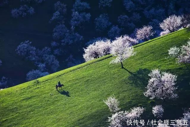 新疆最极致的景观诱惑,天山深处最后一片净土,居然是它
