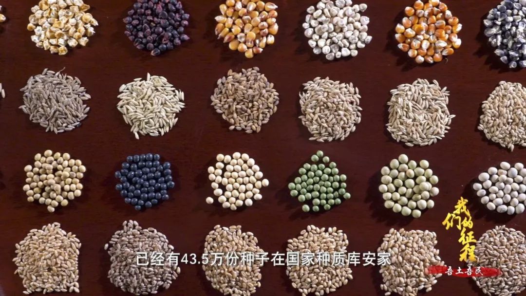  「创造奇迹」中国碗里装满中国粮！看，这片神奇的土地如何创造