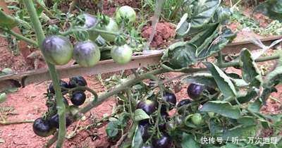 一粒种子成本2元，一亩多地收益12万，农民创业致富种植新项目