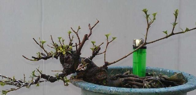  「栀子花」栀子花开，最美的回忆，养好栀子盆栽，这几点尤其要注意