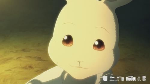 兔子有什么兔子