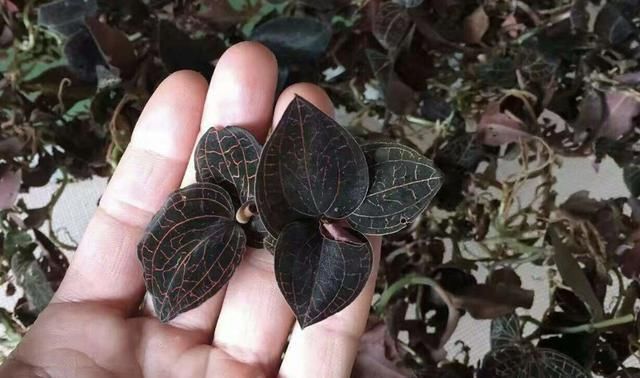 价值|竹林下,生长着“1种草”,植株低矮,人称“七叶一枝花”,珍贵