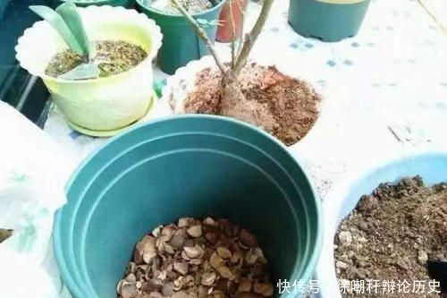 家里■家里这些东西,养花好着呢,垫盆里10年不烂根,养啥都爆盆!