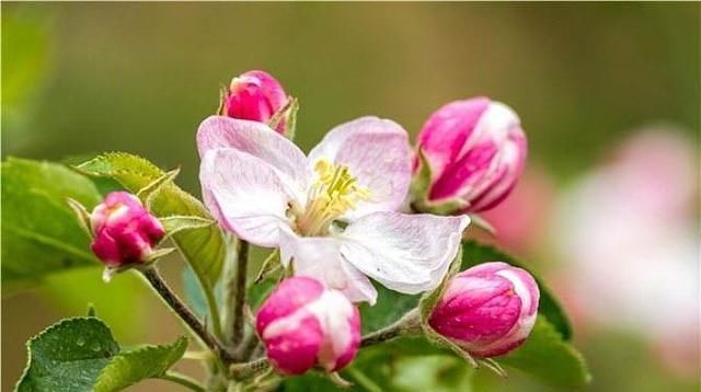  [水果花]这些水果你肯定吃过,但是这些花你见过吗?它们正好春天开花