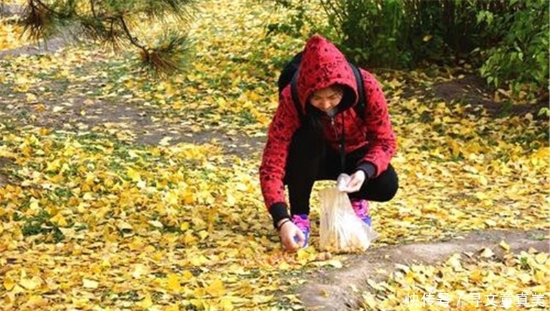  大妈|挂树上没人摘，一到秋天就发臭，却很多人抢着捡，一斤6元