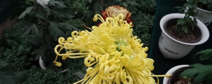  [喜欢]喜欢菊花，那就养盆“珍贵名菊”金凤还巢，似金凤飞舞，高贵优雅