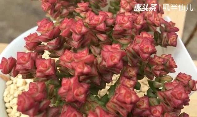  #上名#傻傻分不清的多肉，就看它这儿，一眼就能叫上名！