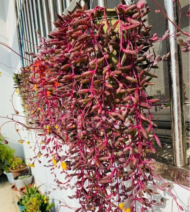  [窜成]18种花，挂窗台窜成绿窗帘，天热了遮阴真凉快！