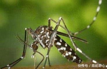  [时间]“花蚊子在我国出现时间并不长，但人们白天已无法乘凉，