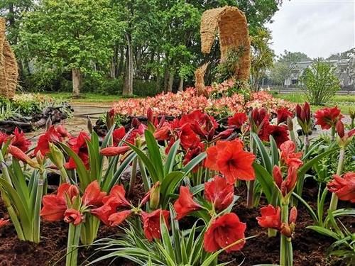  『展开』第二届华南植物园朱顶红花展开幕