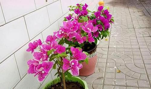  『口诀』修剪三角梅，记住“3字口诀”，侧芽多，花苞多，开花爆盆很简单