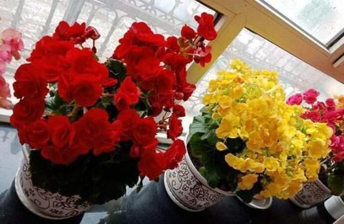  养盆：小小窗台养盆“它”，晒晒太阳，浇浇水，一年300多天都开花