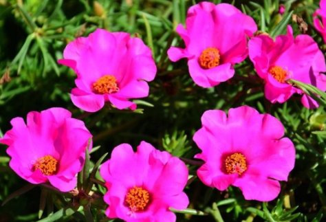  『一大』这5款娇艳的花，养在阳台不管 不问，花期一大轻松开爆盆，内敛美