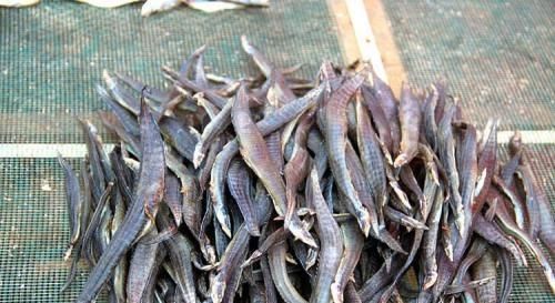  [少有]农村淡水鱼，很多人没吃过，市场卖60元一斤，为何少有农