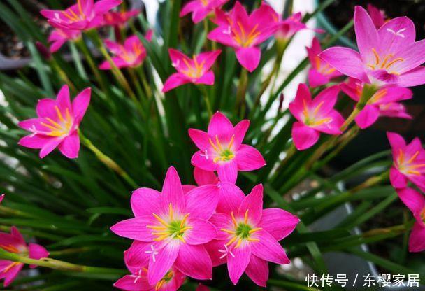 「富贵竹」有钱人都在养这“5种花”，不仅能净化空气，还能带来很好的旺运