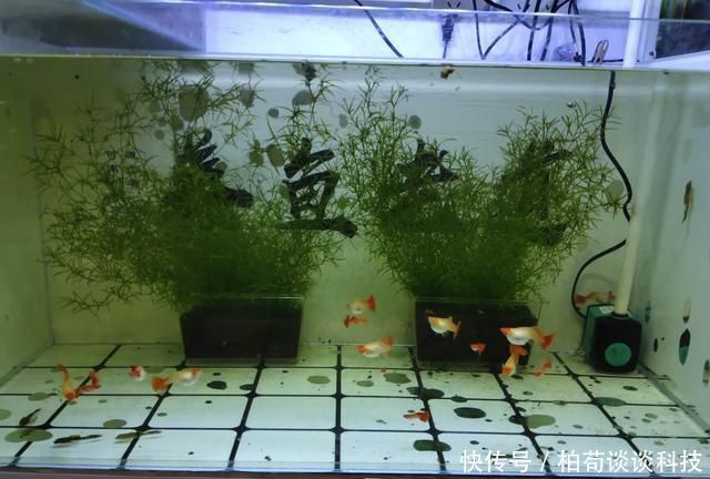 『适合』饲养观赏鱼有一种换水方式,叫做蜻蜓点水式,适合哪一种情况?