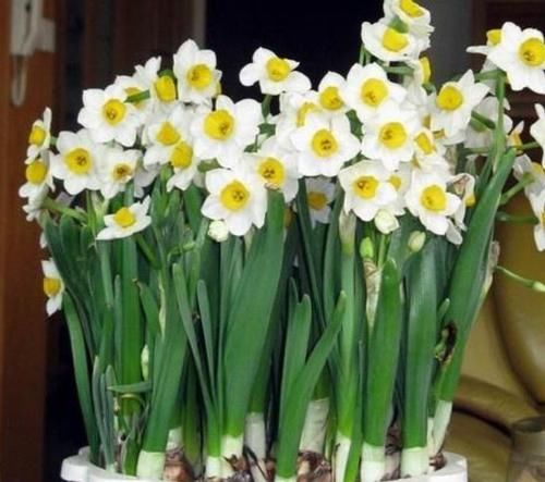  「适合」3种花适合新手养，迷人的花朵，开满整个花盆，快养起来吧