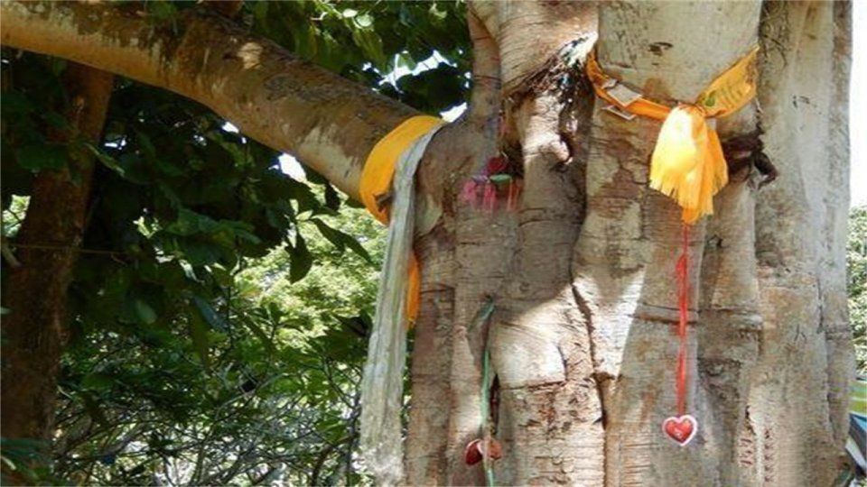 香格里拉的一棵神树菩提，长出来一只“佛手”，吸引不少人去膜拜