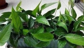  【烂根儿】盆栽“飘香藤”，黄叶咋整？赶紧喝点药，“小烂根”无处藏