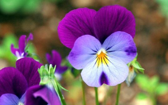 『识货』“识货人”都养4种花,打理简单、花朵漂亮,多养几盆“很值得”