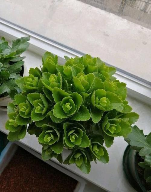 【开花数量】朋友给的“圣诞伽蓝菜”，以为是宝贝，原来3块一盆，开花可真多