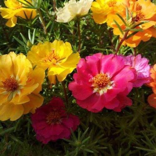  『美极了』喜欢养护花卉，就在家中春季养护3种花卉，花朵层层叠叠，美极了
