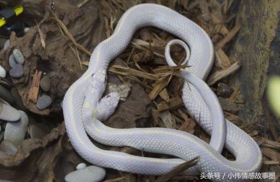 梦境解析，梦见一窝白蛇仔中有一条特别大的含义与启示