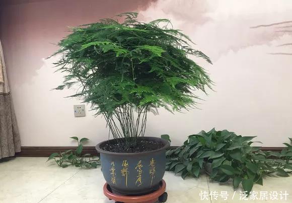 文竹的叶子:冬天养文竹,泡点“黄豆水”,每周浇一浇,文竹长成竹林