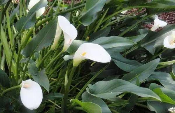 『外观很』怎样浇水都死不了的植物,新手们速度收藏起来