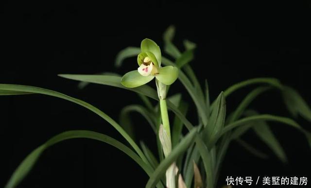  可每隔10|养好“春兰”不容易？养兰达人多年总结的养护经验送给您