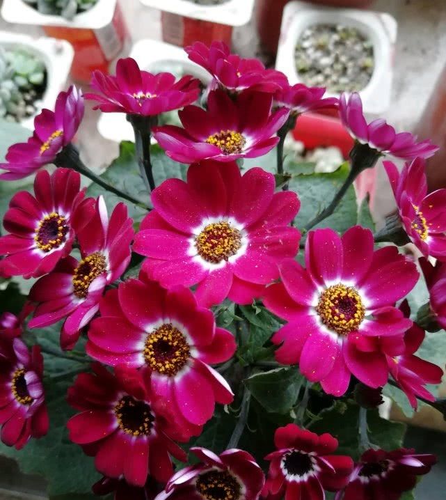  『花开易』花色绚丽耀眼，花开易“爆盆”，好养易活花期长，盆栽养花选它！