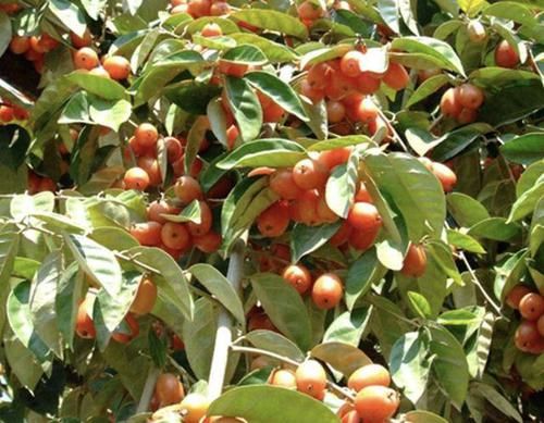  『人称』1种果子像“红枣”，儿时看到会流口水，人称“羊奶果”，值钱