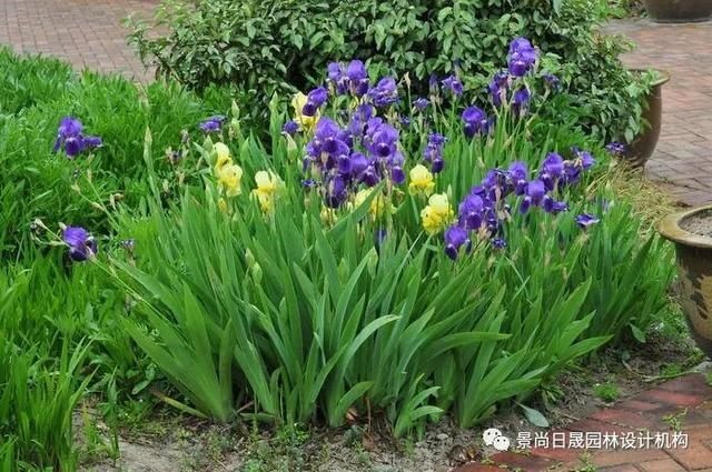  『适合』适合庭院种植的27种常用宿根花卉
