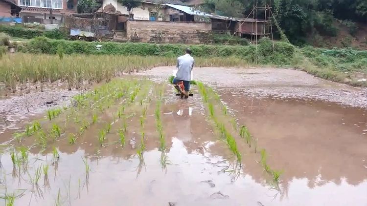  民间|民间牛人发明“手摇式”插秧机，不用油不用电，200元造一