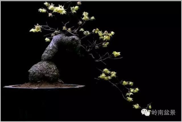 盆景构景十种风格